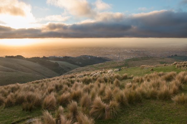 Ōtautahi Christchurch Dinners - 25 Sept & 27 Nov 2025